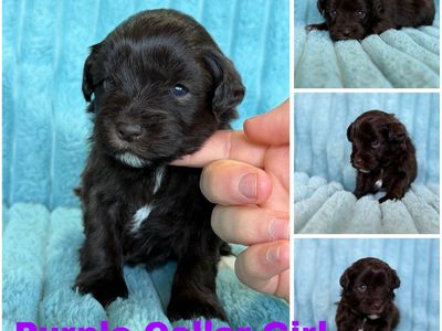 AKC health tested mini schnauzer puppies