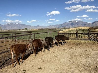 Calves For Sale