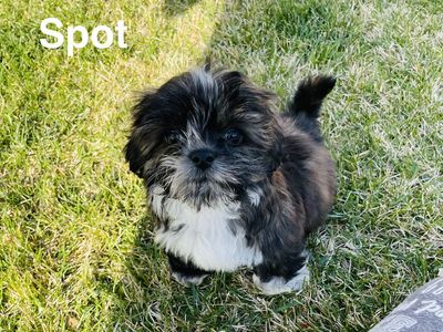 Ready For New Home Shihtzu Puppies