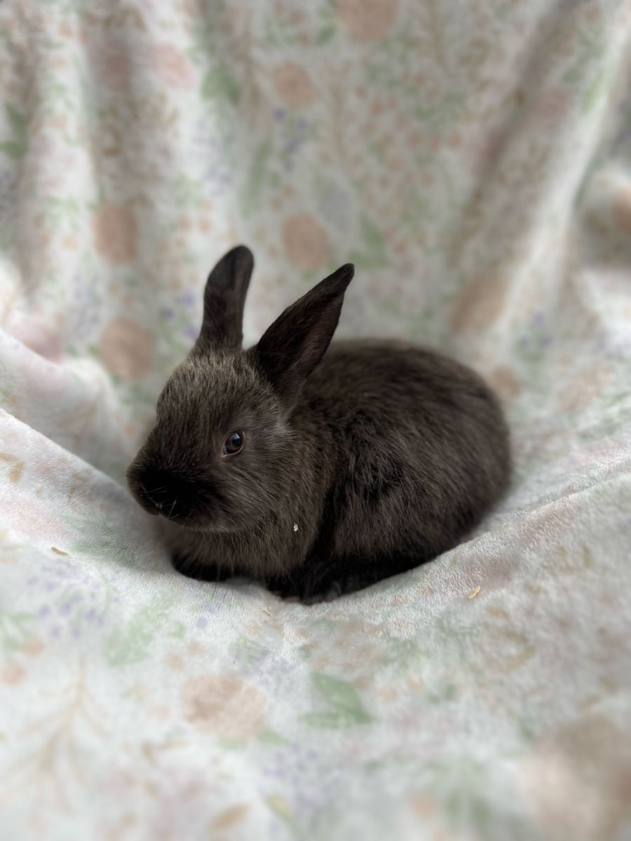 Mixed Bunnies