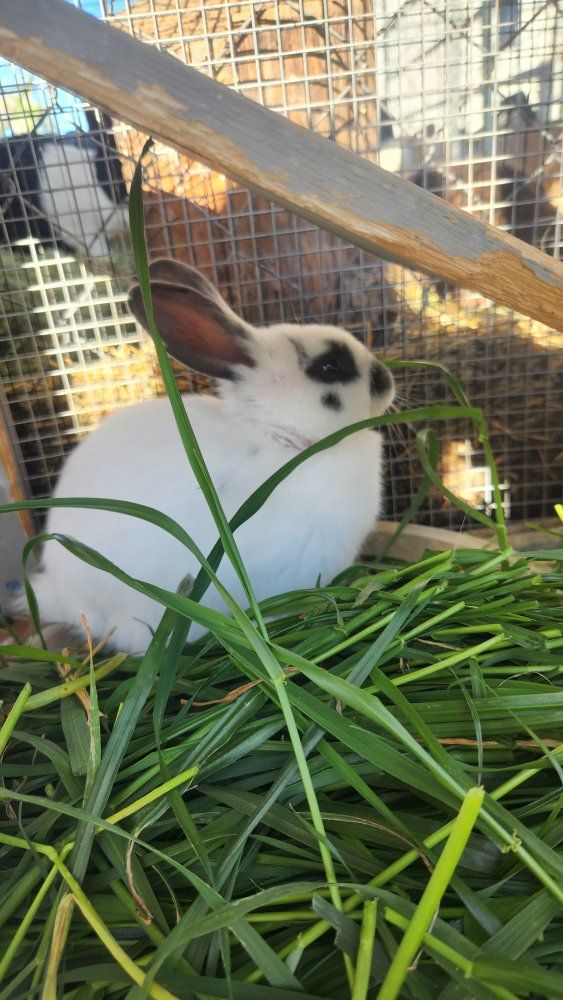 $50 - Male Baby 6 wks old buns- 1/2 Lop 1/4 Spotted English, 1/4 Giant Flenish.