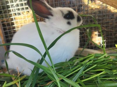 $50 - Male Baby 6 wks old buns- 1/2 Lop 1/4 Spotted English, 1/4 Giant Flenish.