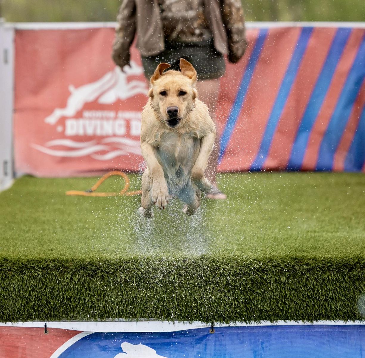 AKC Field-Bred Labrador Retrievers