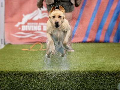 AKC Field-Bred Labrador Retrievers