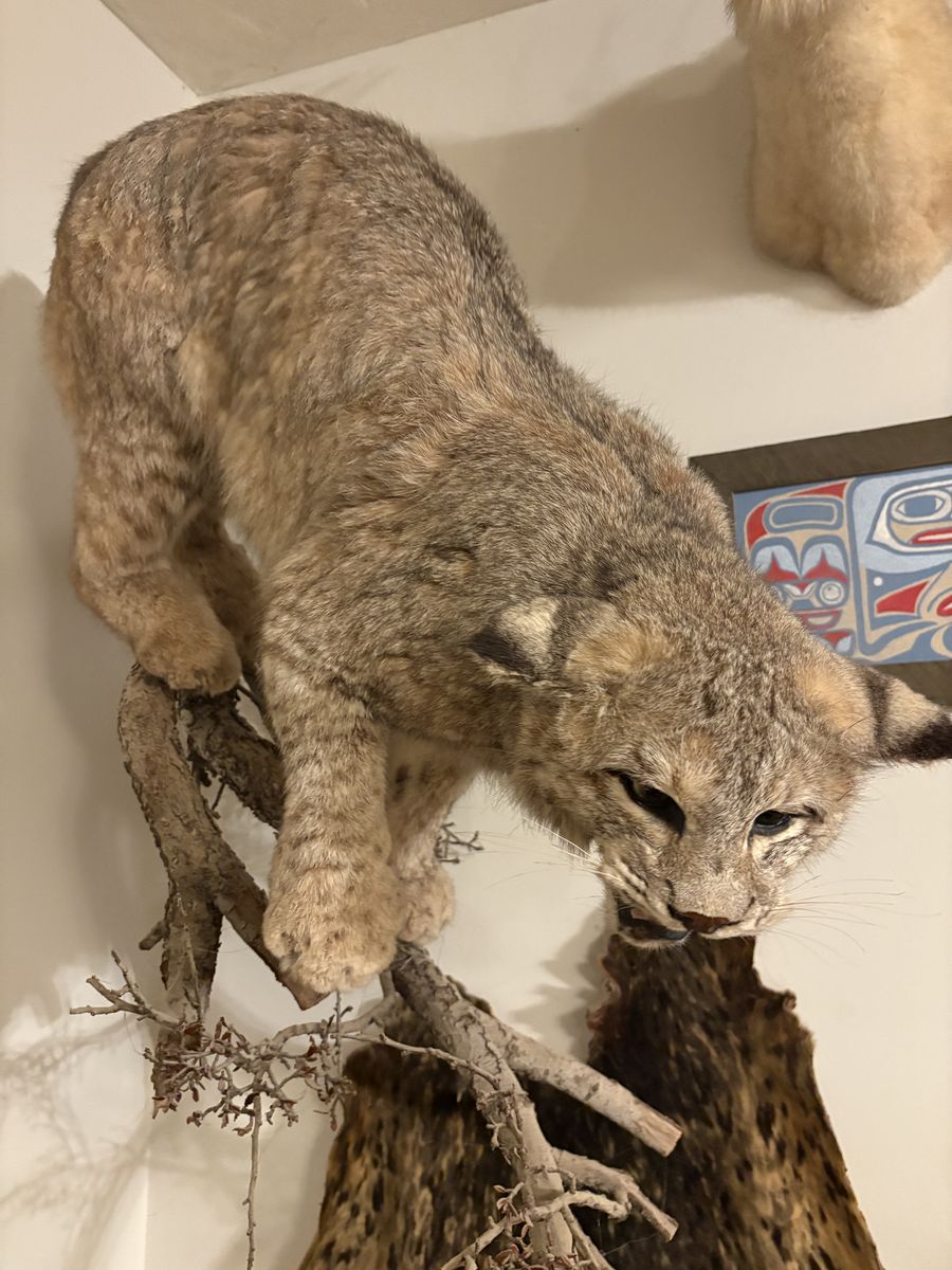 Bobcat Full Body Taxidermy