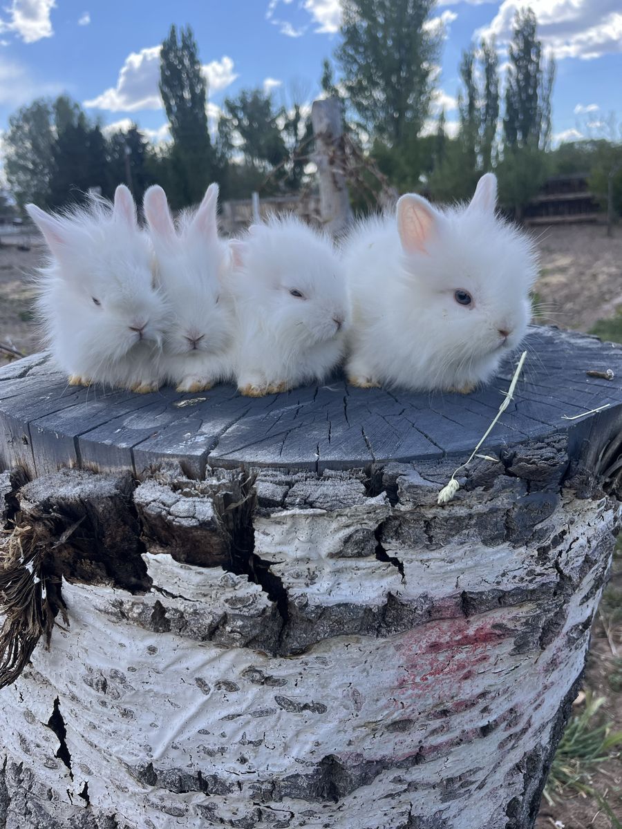 4 adorable baby bunny’s