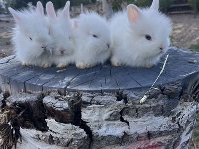 4 adorable baby bunny’s