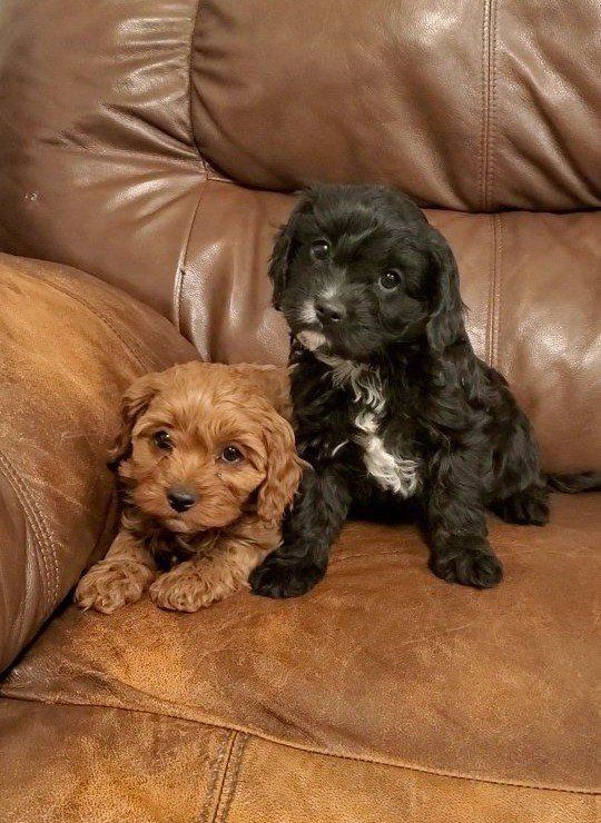 cavapoo king Charles cavalier toy poodle