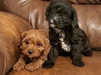 cavapoo king Charles cavalier toy poodle