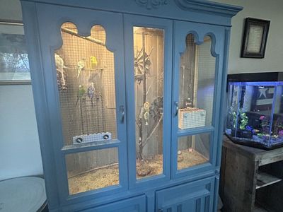 Beautiful Bird cage with parakeets