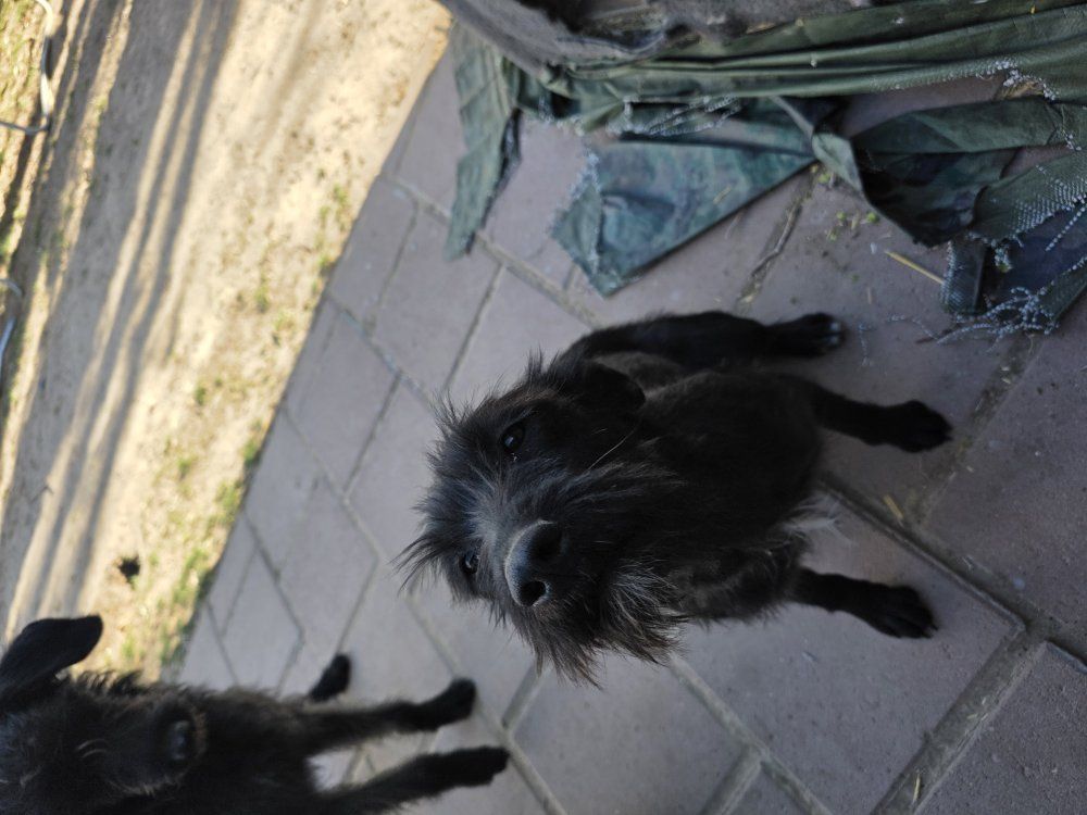 dogs for rehoming
