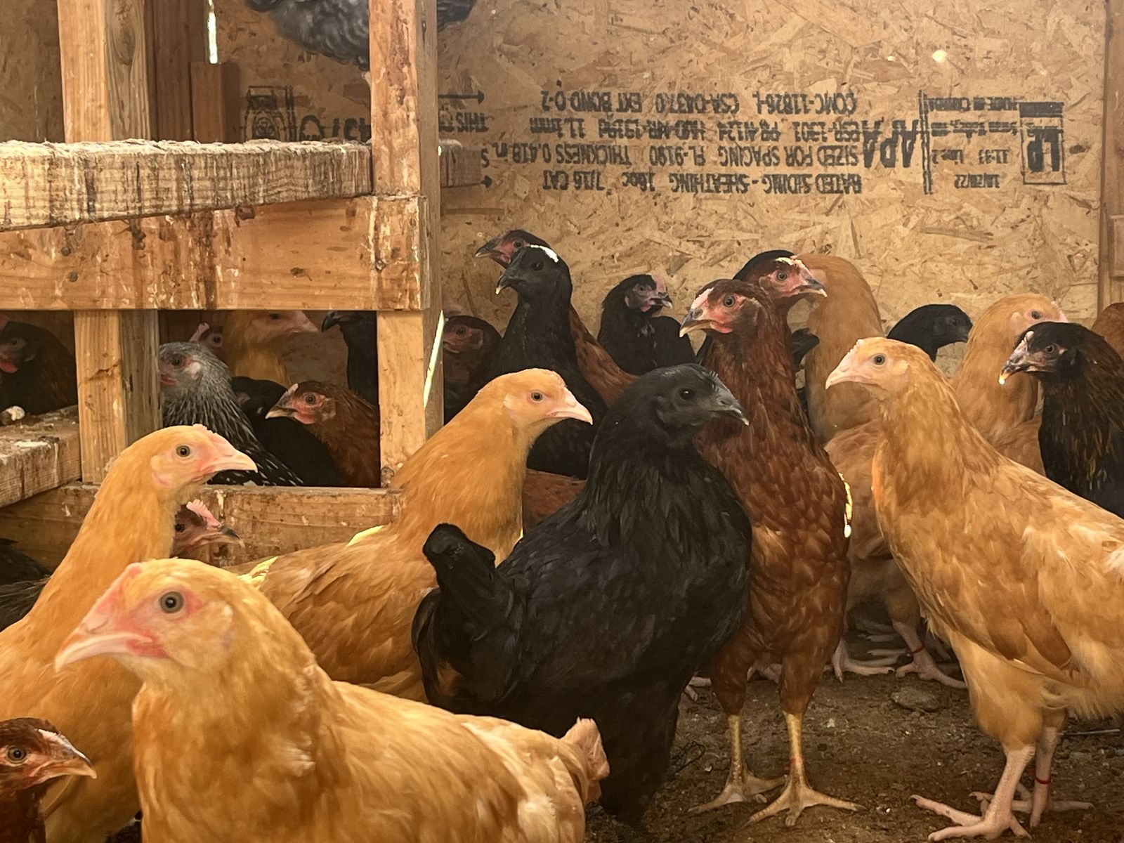 Beautiful Pullet hens - Bl copper Maran, cinnamon queen, black sx  link, leghorn