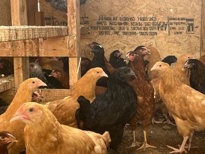 Beautiful Pullet hens - Bl copper Maran, cinnamon queen, black sx link, leghorn