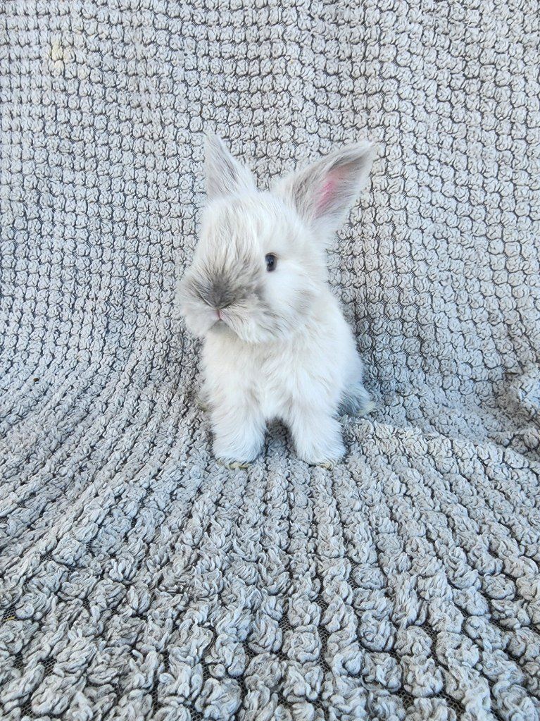 Purebred Lilac Sable Point DoeEnglish Angora