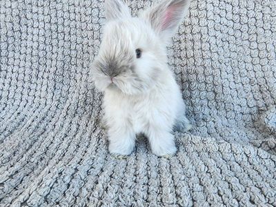 Purebred Lilac Sable Point DoeEnglish Angora