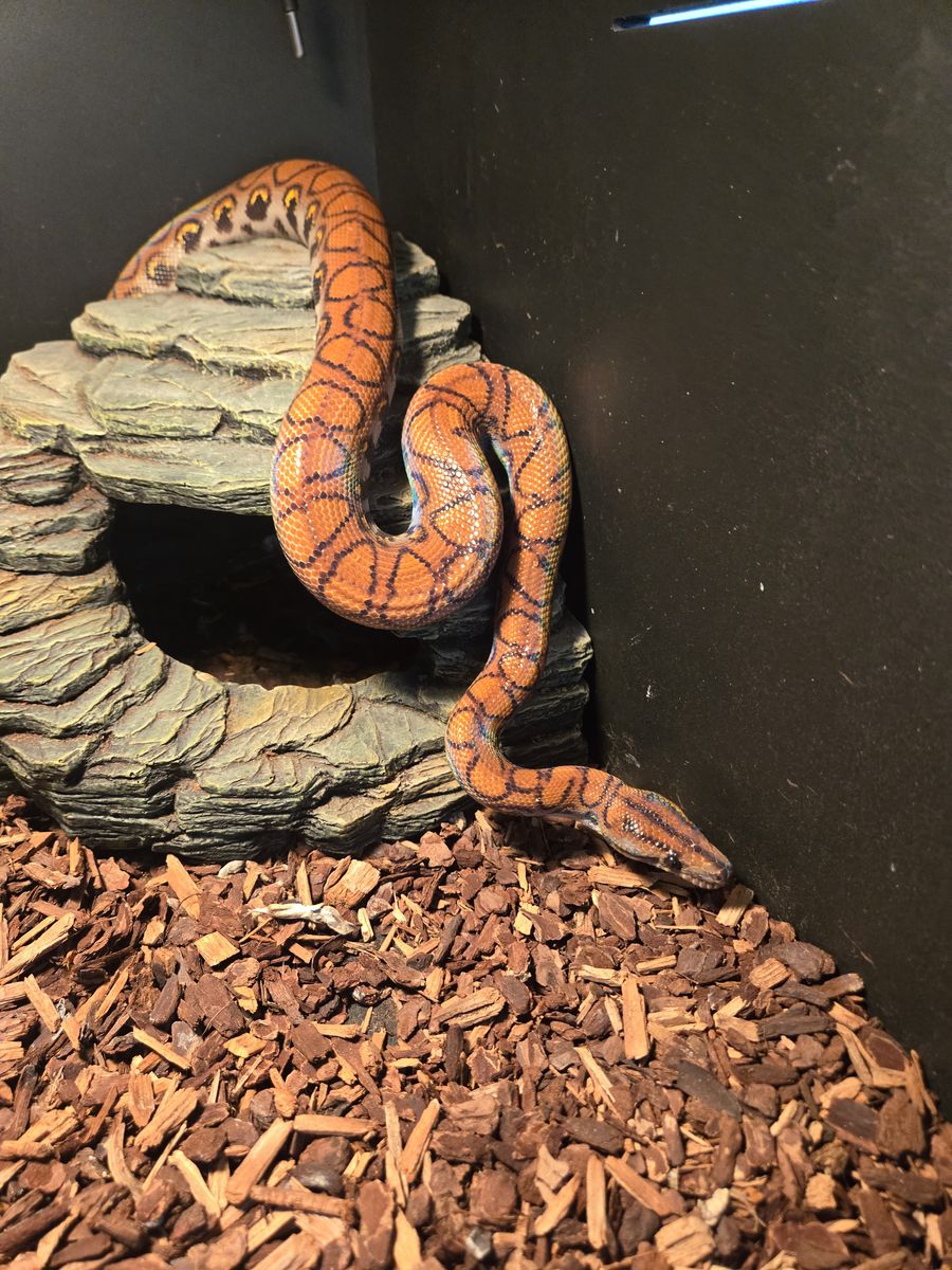 Adult F3male Brazilian Rainbow B0a + Custom PVC Enclosure Setup