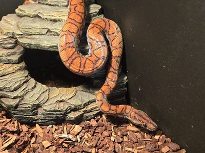 Adult F3male Brazilian Rainbow B0a + Custom PVC Enclosure Setup