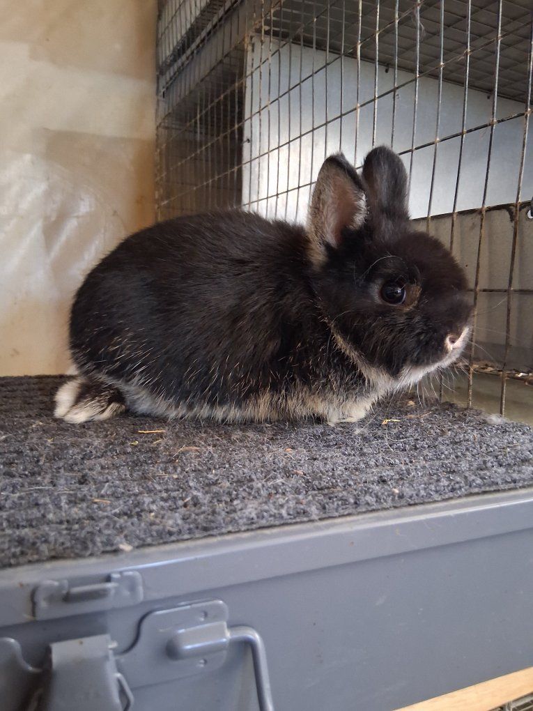 11 week old Netherland dwarf