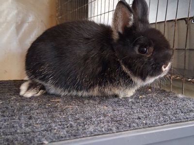 11 week old Netherland dwarf