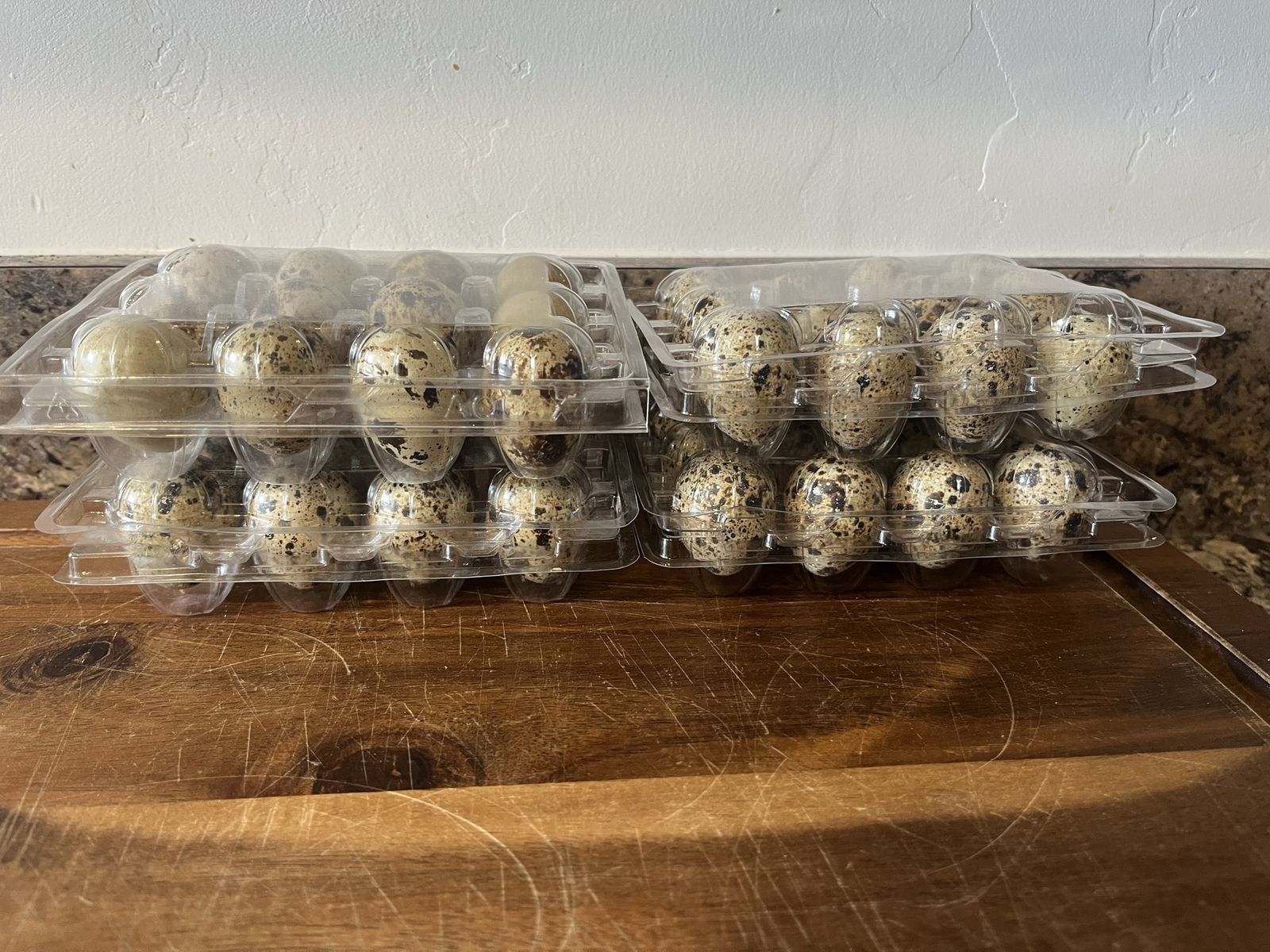 Fertilized Coturnix Quail Eggs