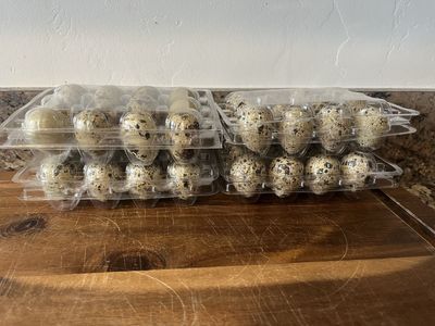 Fertilized Coturnix Quail Eggs