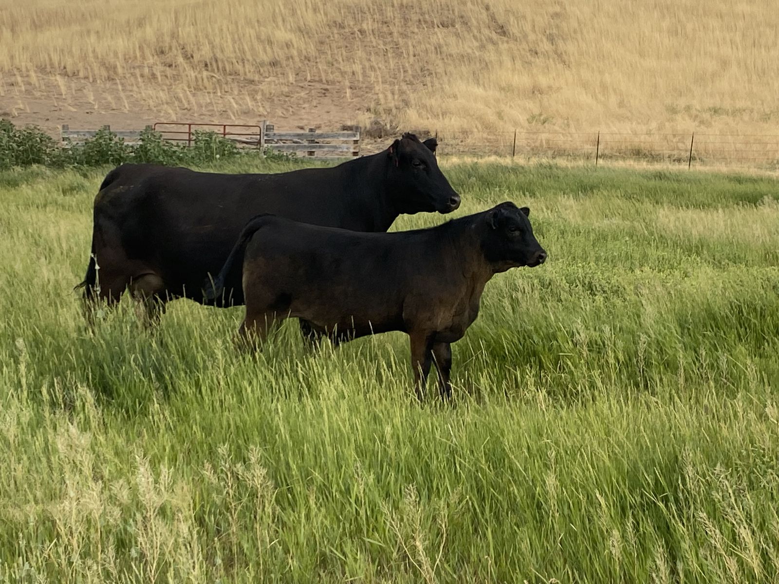 Cow and calf pair