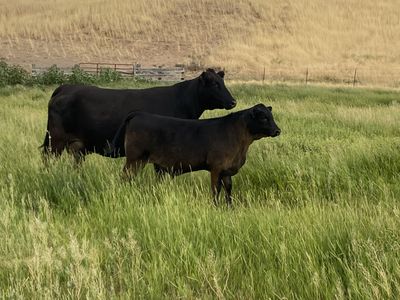 Cow and calf pair