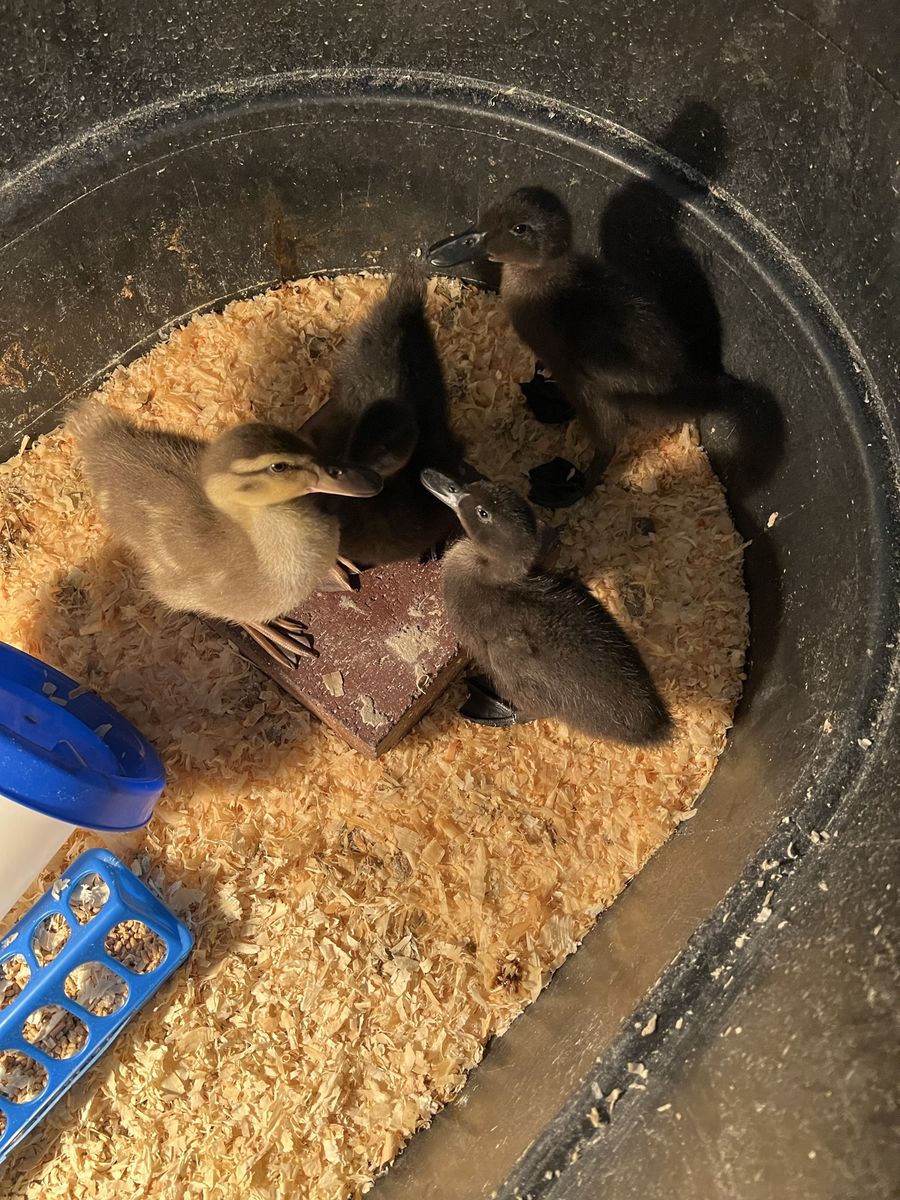 Ducks
