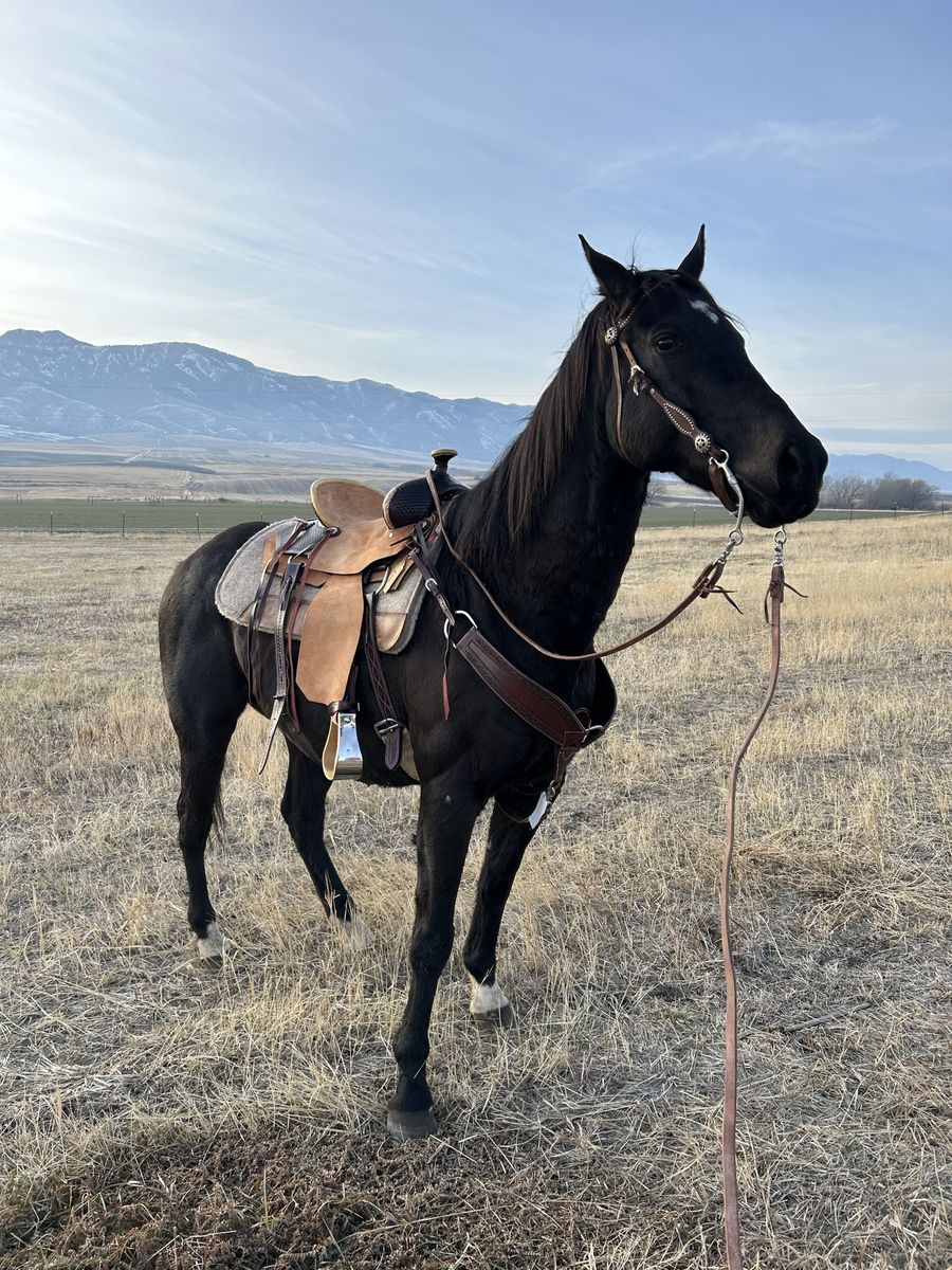 Quarter horse thoroughbred 