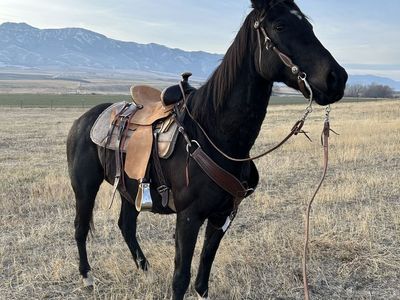 Quarter horse thoroughbred