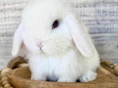 Sweetest BEW holland lop Buck with blue eyes