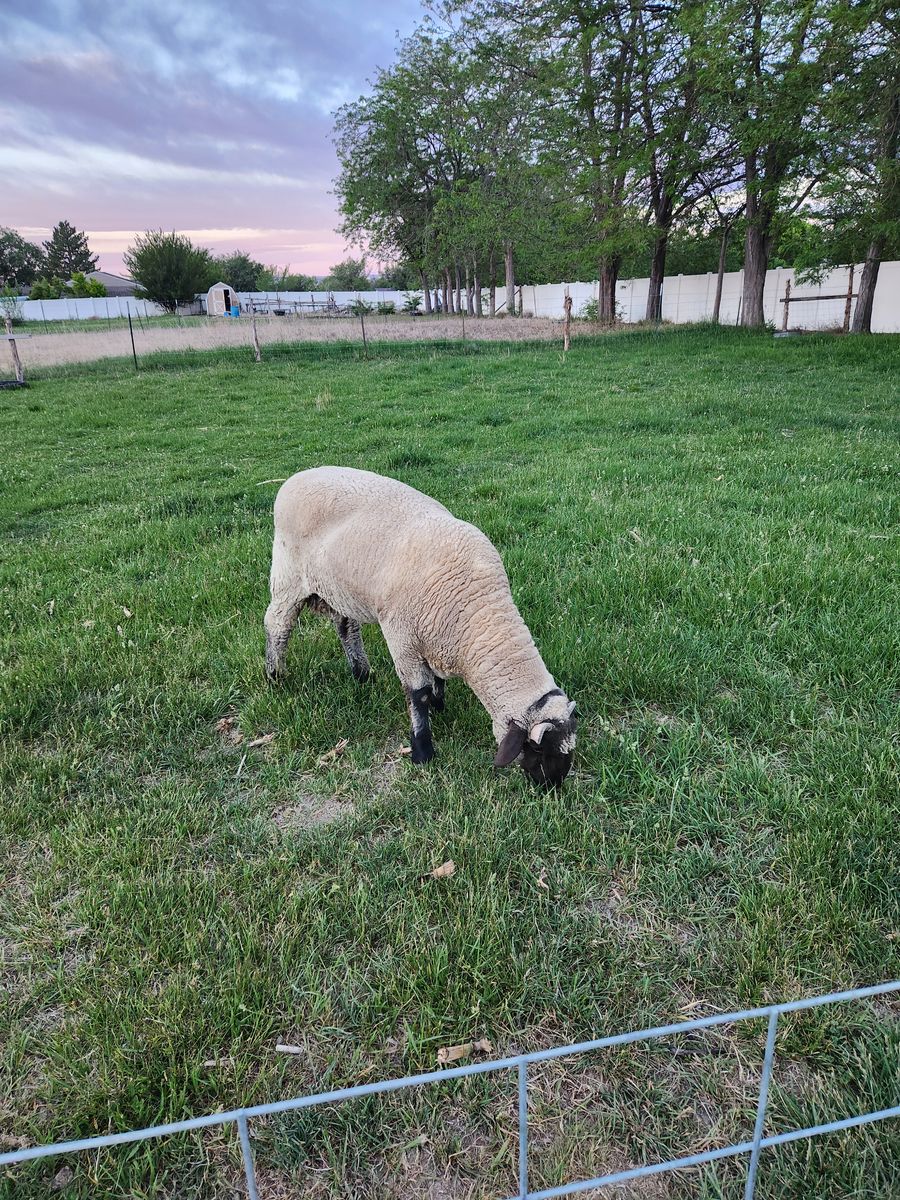 Ram for sale