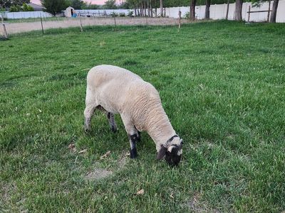 Ram for sale