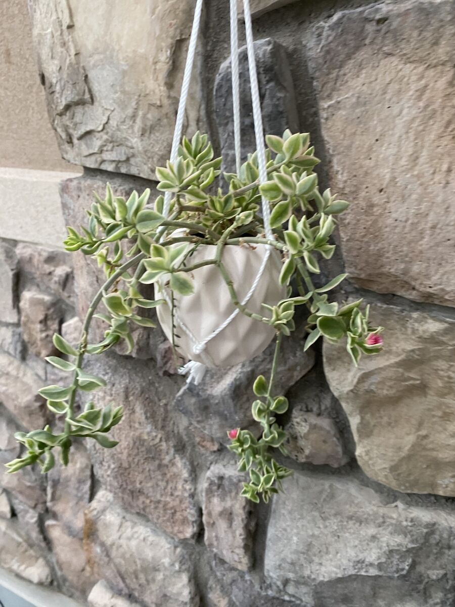 real succulent baby sunrise in hanging