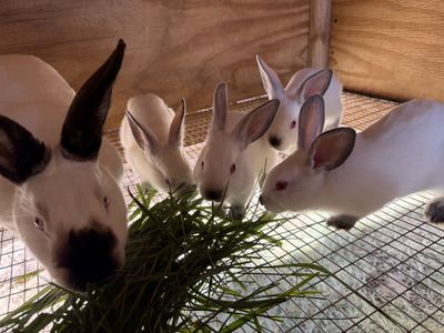 Rabbits