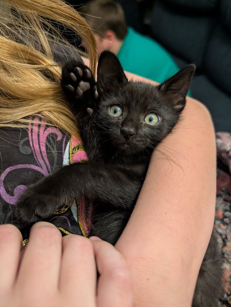 Cute Black Kittens - Ready for a Loving Home!