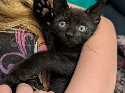 Cute Black Kittens - Ready for a Loving Home!