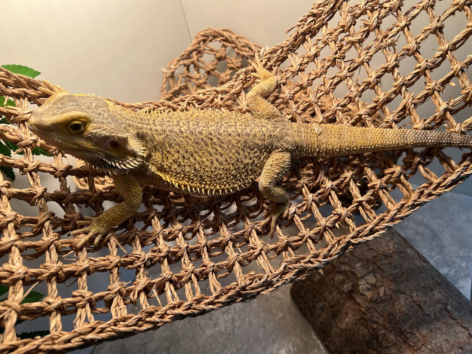 Bearded dragon with cage