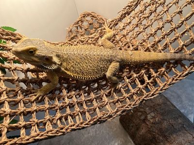 Bearded dragon with cage