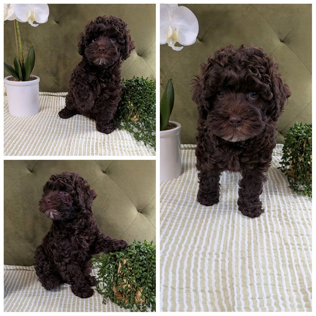 F1B Cockapoo Puppy