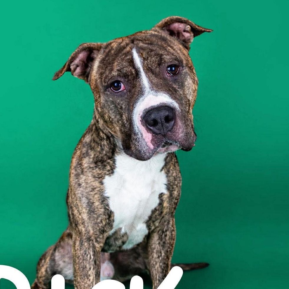 Hello my name is Bronco