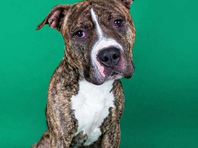 Hello my name is Bronco