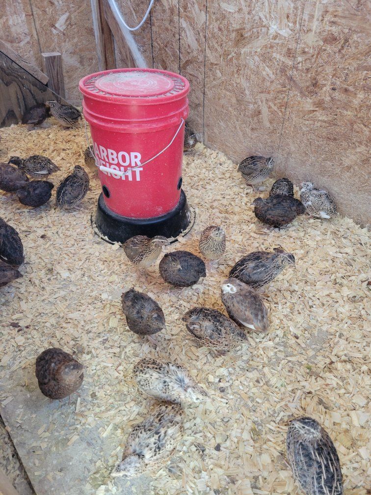Cortunix quail breeders