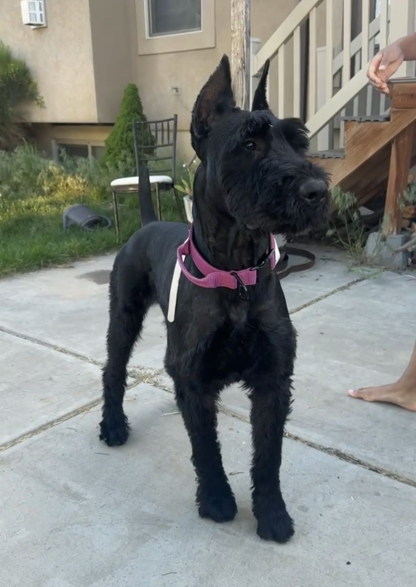 Stunning Giant Schnauzer Stud