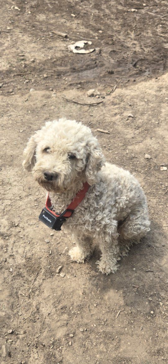16 lb pure bread moyen poodle