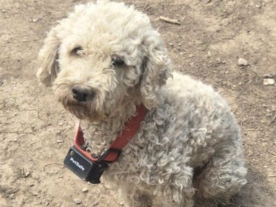 16 lb pure bread moyen poodle