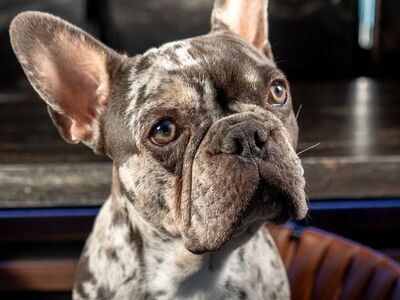 17 Pound Blue Merle Frenchi Stud, Makes Stunning Pups, Proven