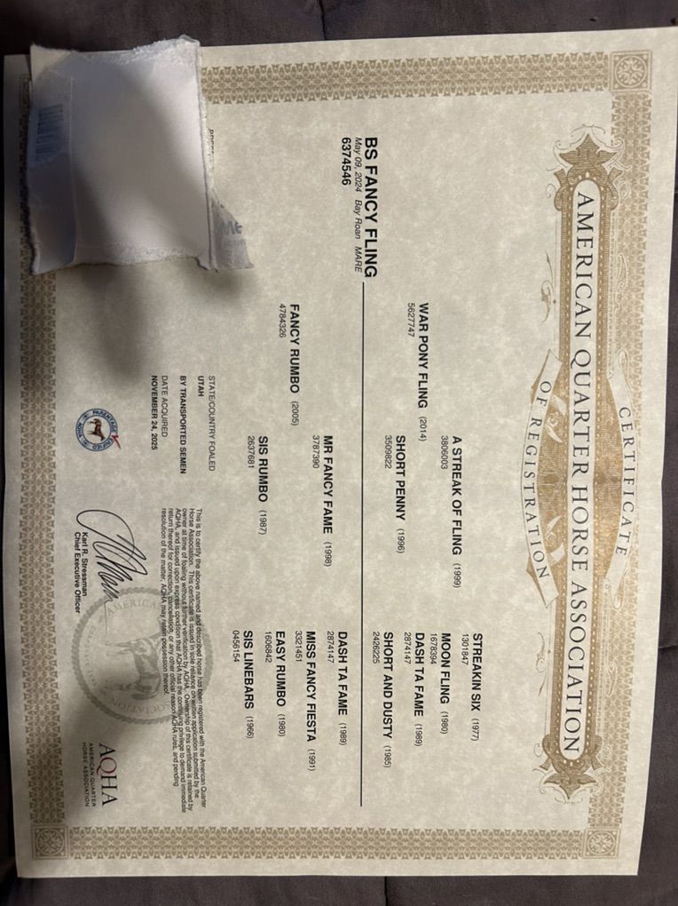 2024 AQHA BayRoan Mare ELIGABLEFORINCENTIVES 2in1