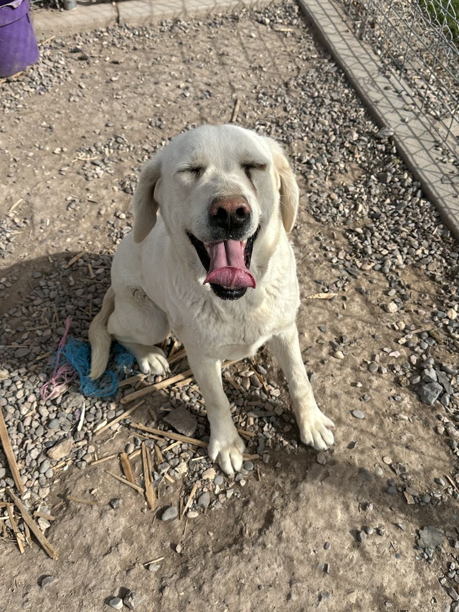 Purebred English Lab