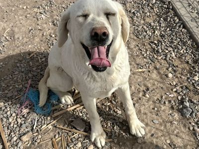 Purebred English Lab